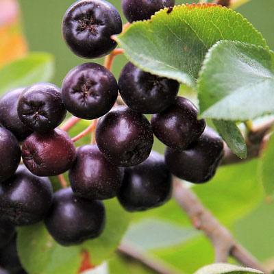 Aronia