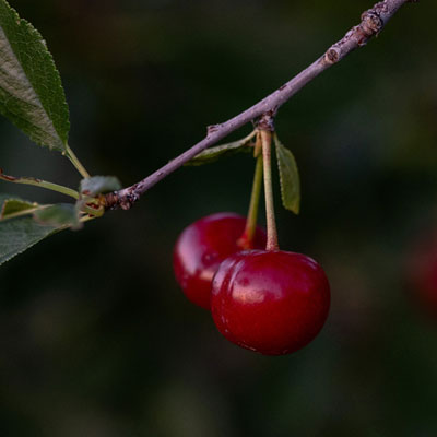 Cherry